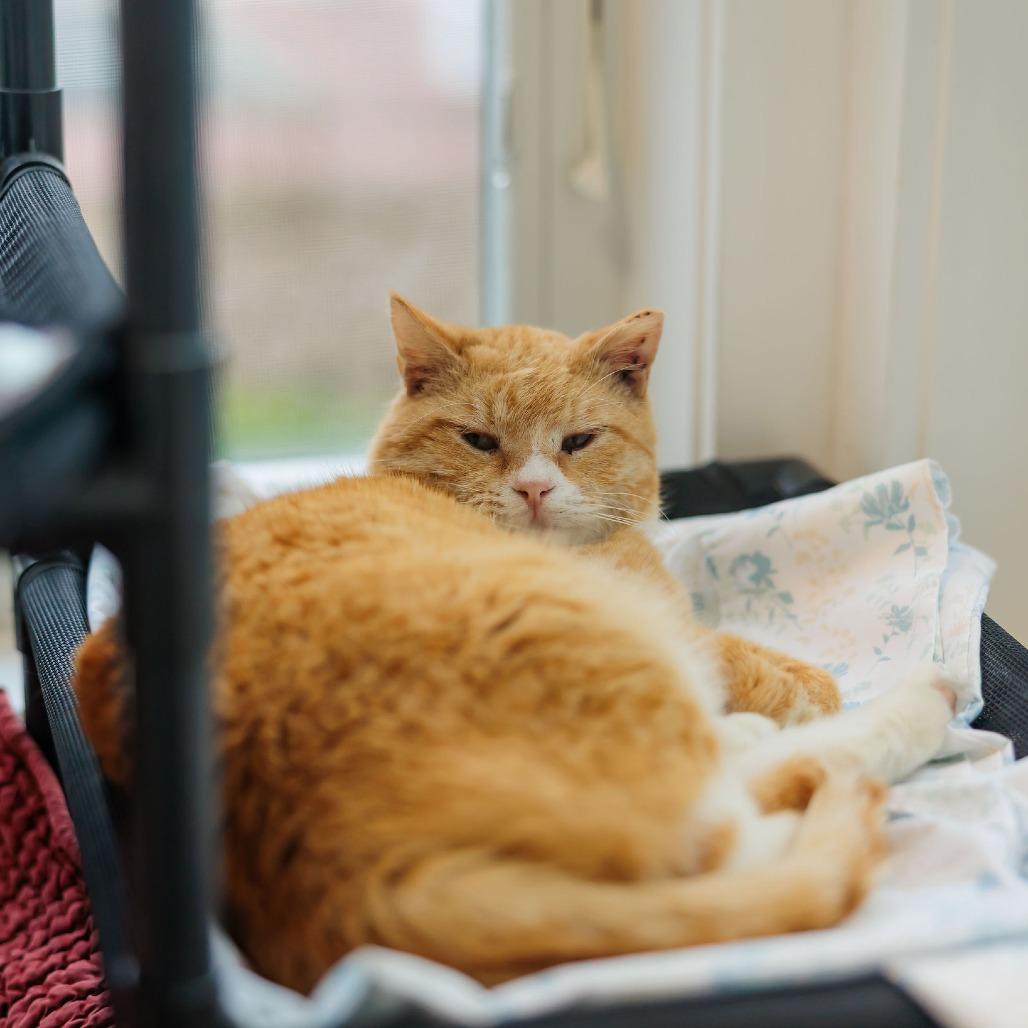 Furricane Jane, Adoptable, Adult Female Domestic Short Hair.