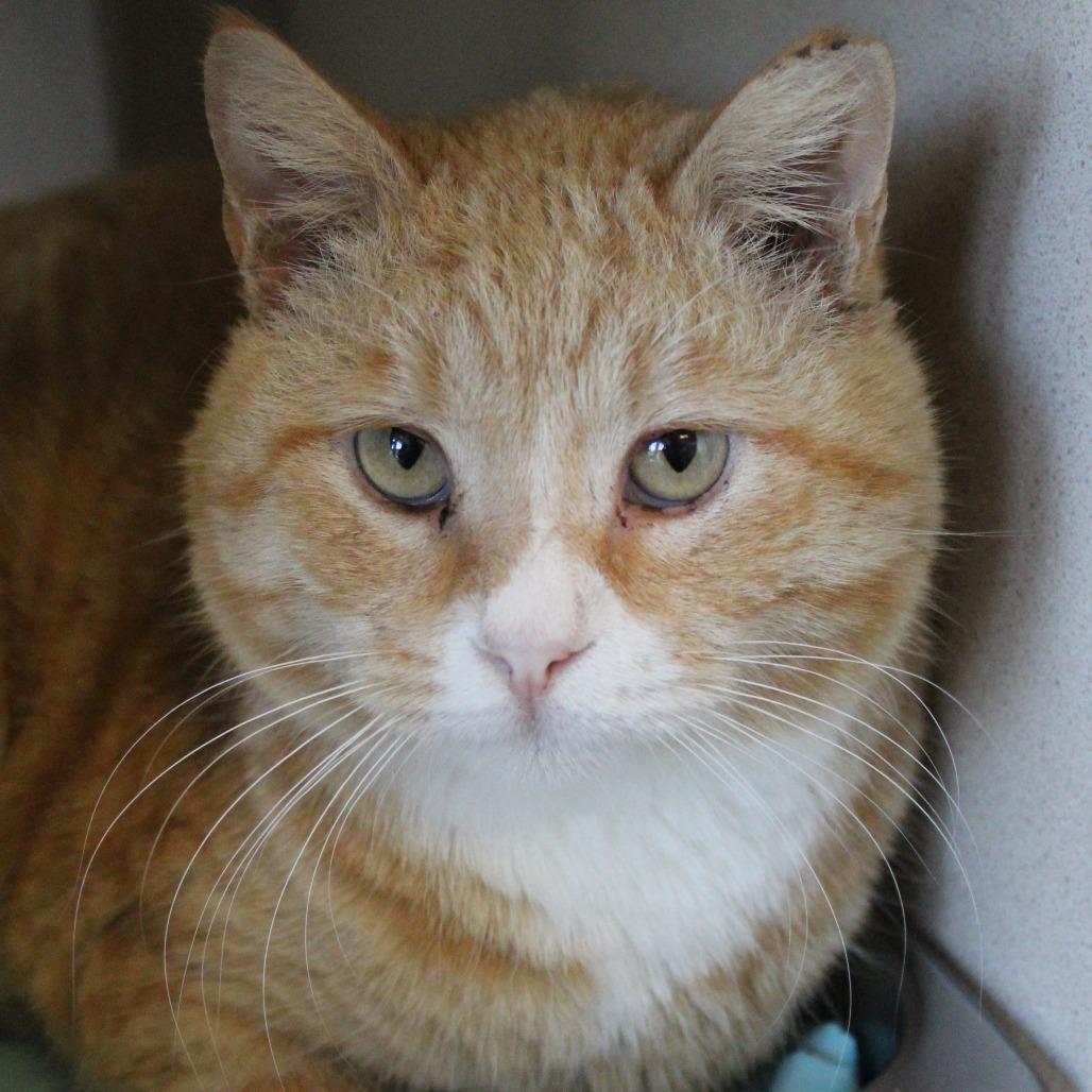 Furricane Jane, Adoptable, Adult Female Domestic Short Hair.