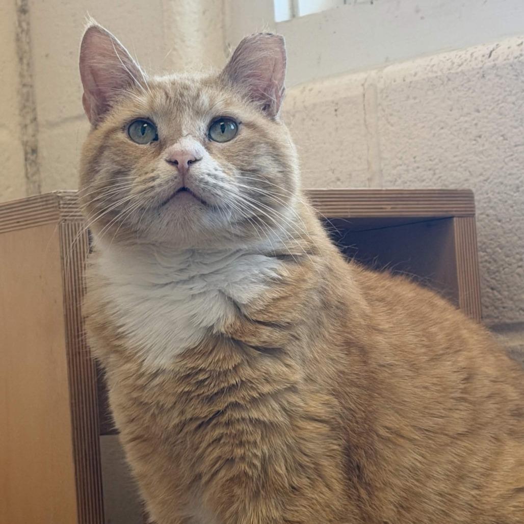 Furricane Jane, a Adoptable Domestic Short Hair in Gloucester, VA image 3/6