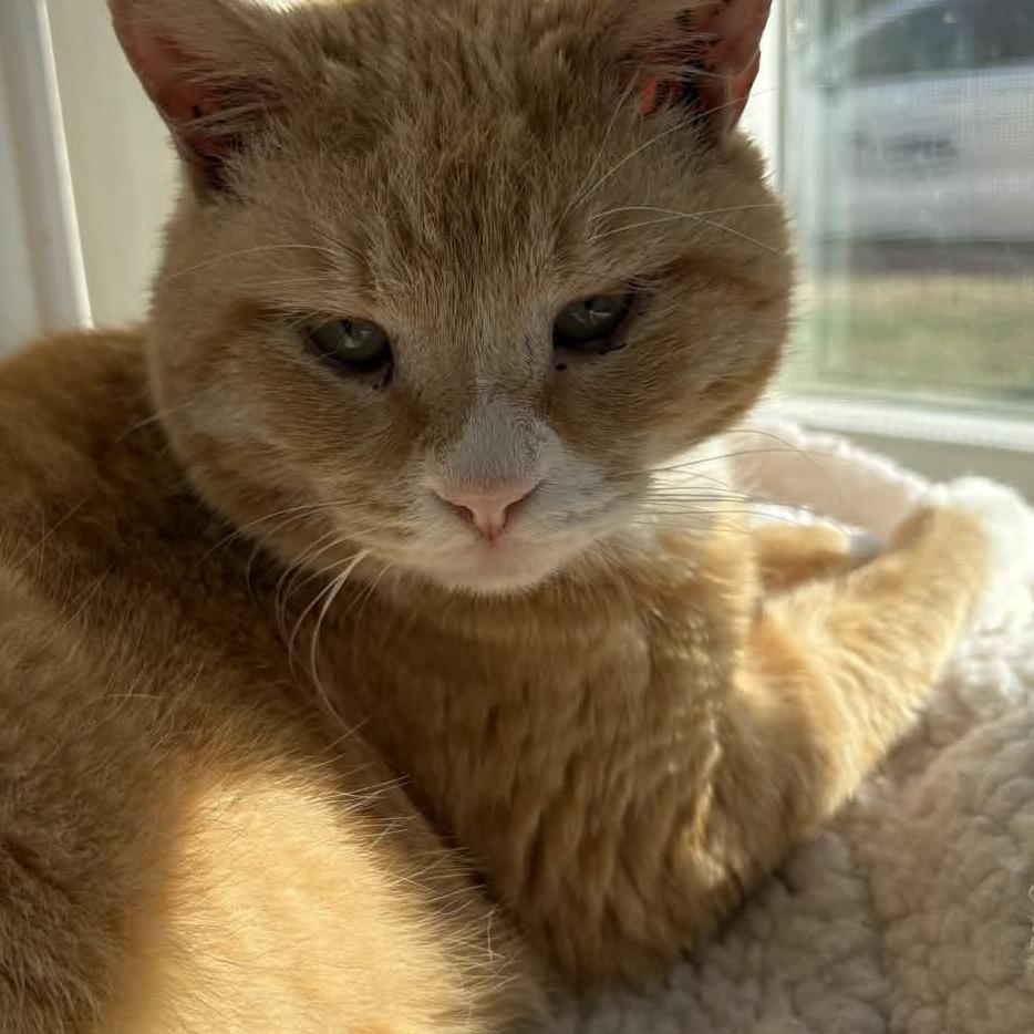 Enlarge Furricane Jane, a Adoptable Domestic Short Hair in Gloucester, VA image 2/4