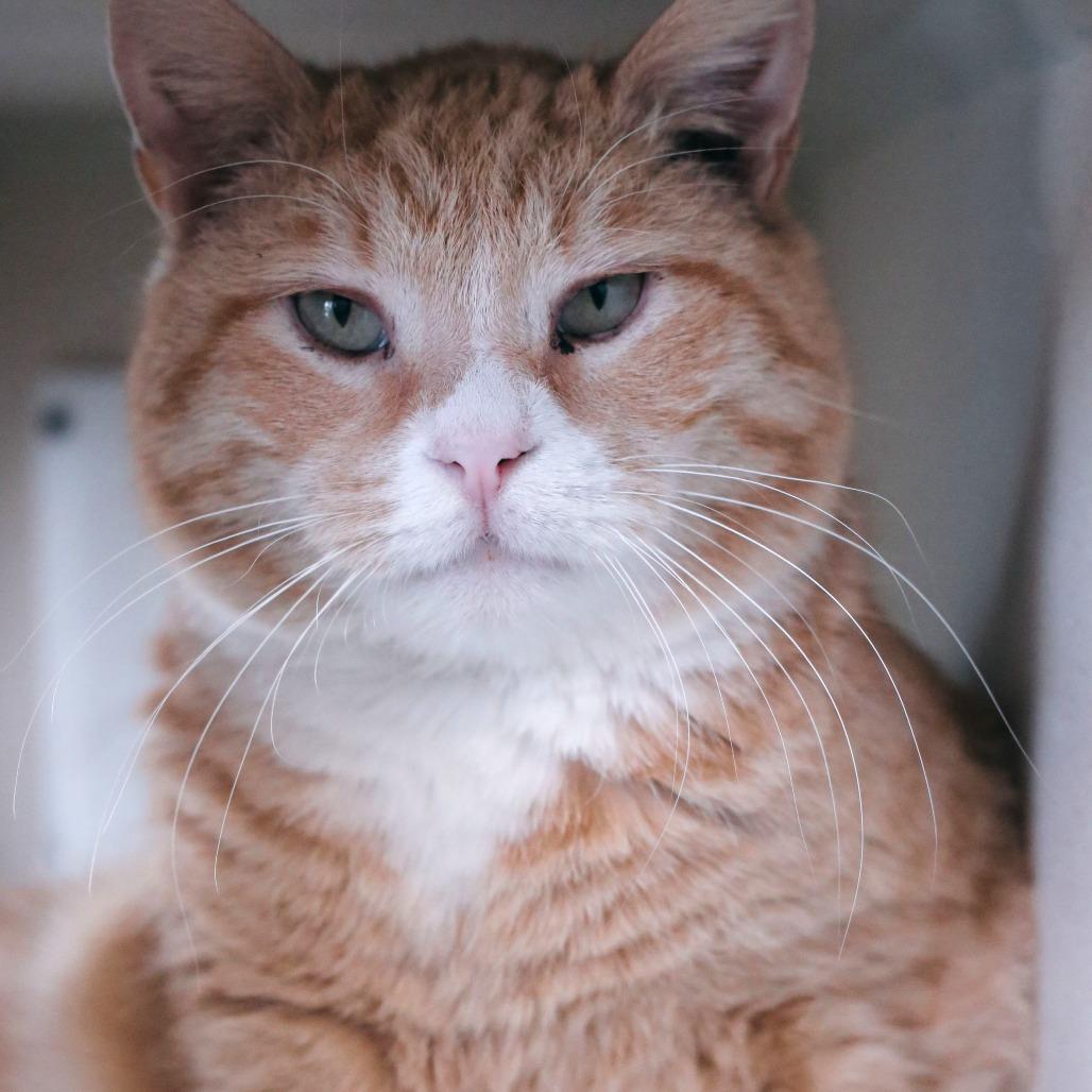 Enlarge Furricane Jane, a Adoptable Domestic Short Hair in Gloucester, VA image 3/4