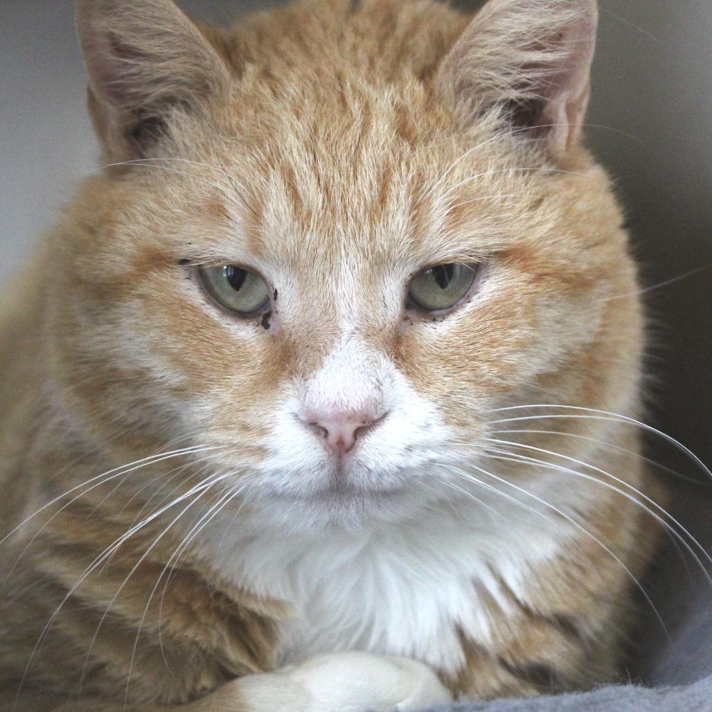 Enlarge Furricane Jane, a Adoptable Domestic Short Hair in Gloucester, VA image 4/4