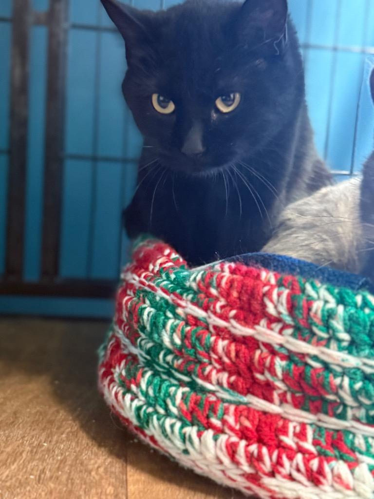 Kiwi, Adoptable, Adult Female Domestic Short Hair.