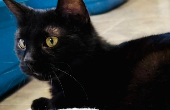 Enlarge Kiwi, a Adoptable mixed breed in Algona, IA image 2/6