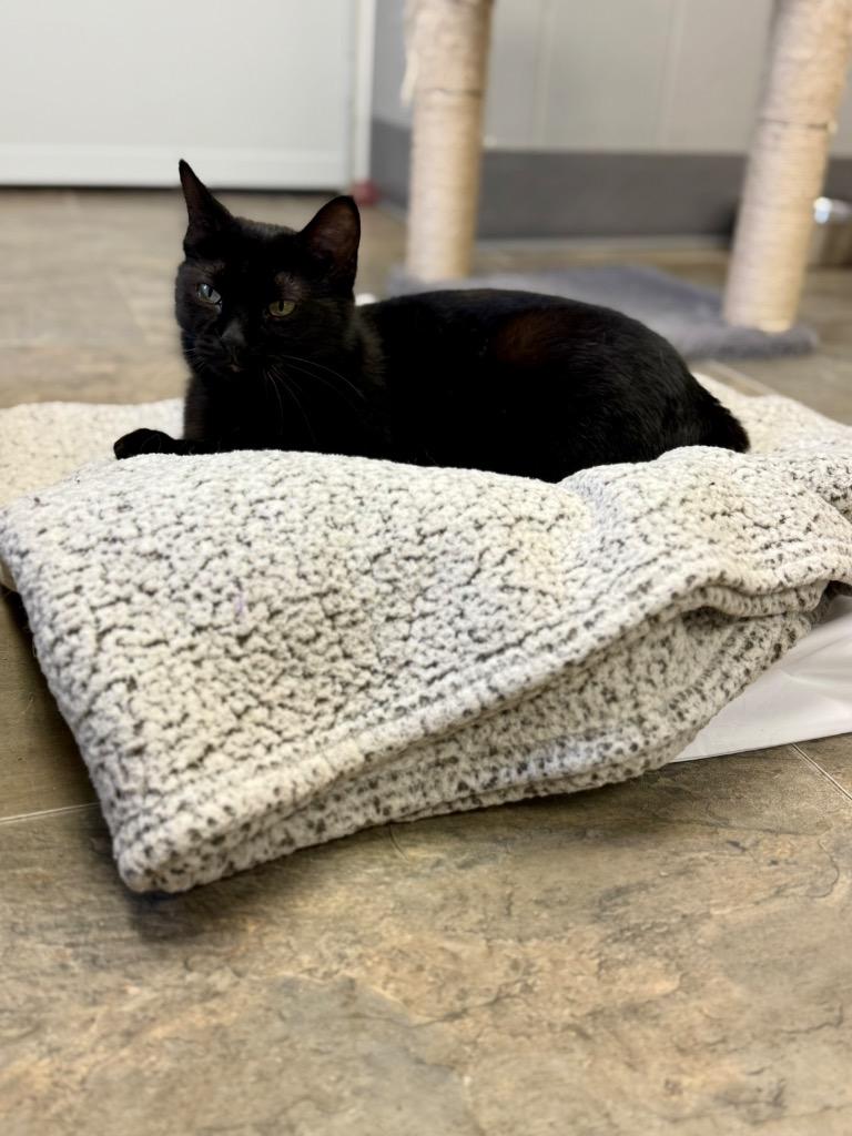 Enlarge Kiwi, a Adoptable mixed breed in Algona, IA image 3/6