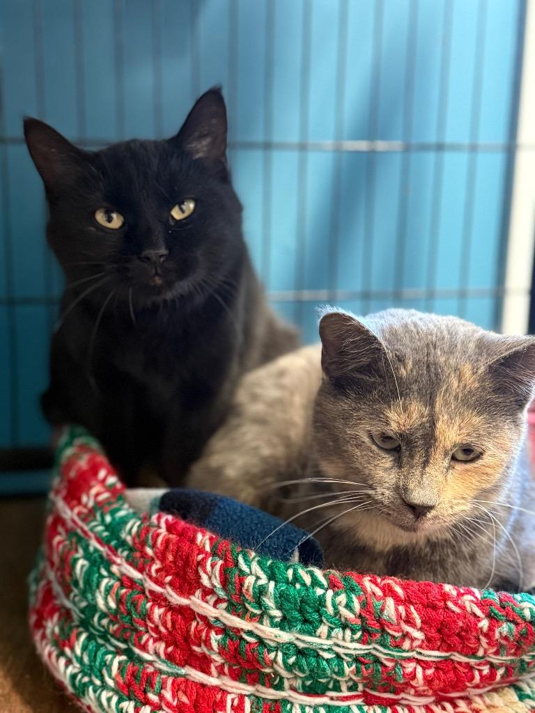 Enlarge Kiwi, a Adoptable mixed breed in Algona, IA image 4/6