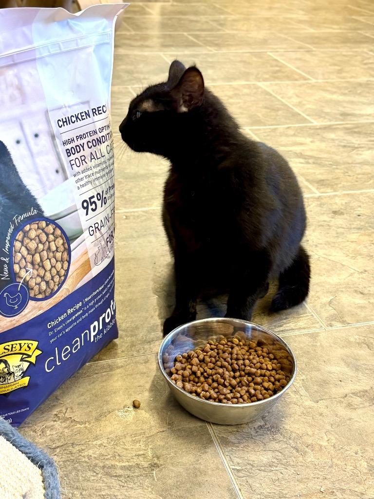 Enlarge Kiwi, a Adoptable mixed breed in Algona, IA image 5/6