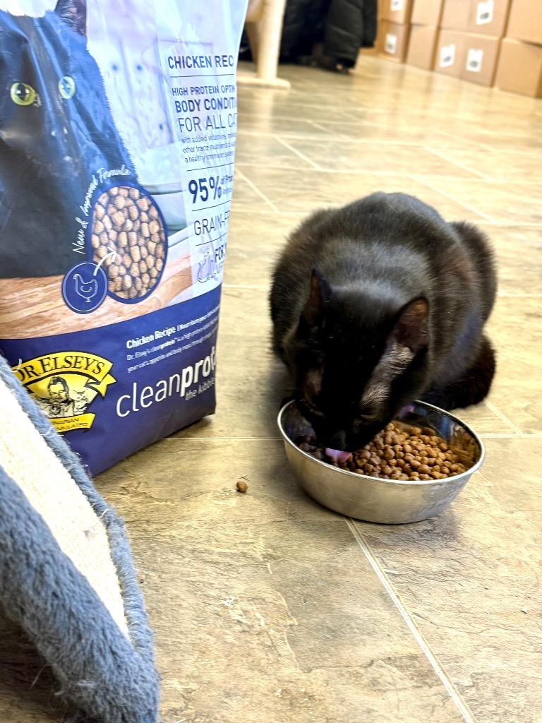 Enlarge Kiwi, a Adoptable mixed breed in Algona, IA image 6/6