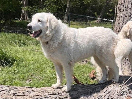 Rosemary, Adoptable, Adult Female Great Pyrenees.