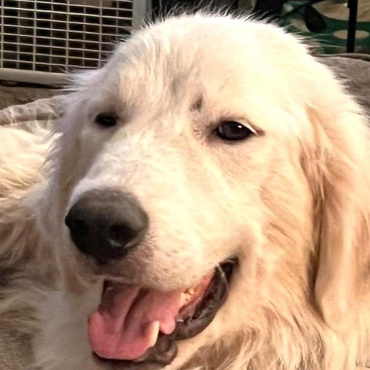 Rosemary, a Adoptable Great Pyrenees in Garland, TX image 2/3