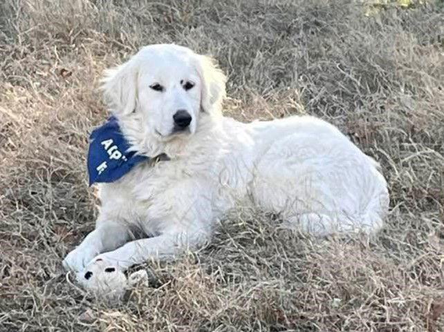 Rosemary, a Adoptable Great Pyrenees in Garland, TX image 3/3