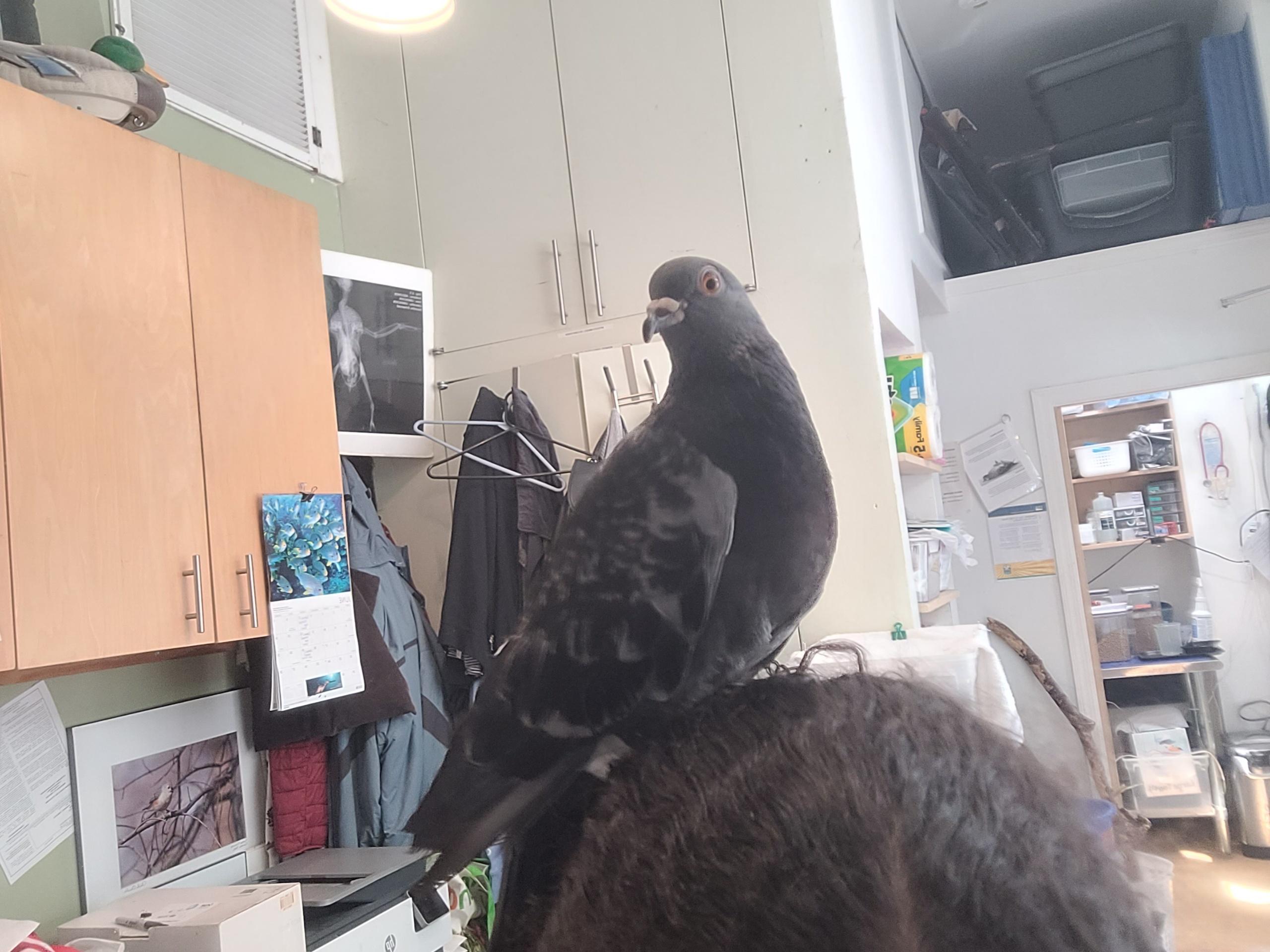 Enlarge Slick Rick, a Adoptable mixed breed in New York, NY image 1/3