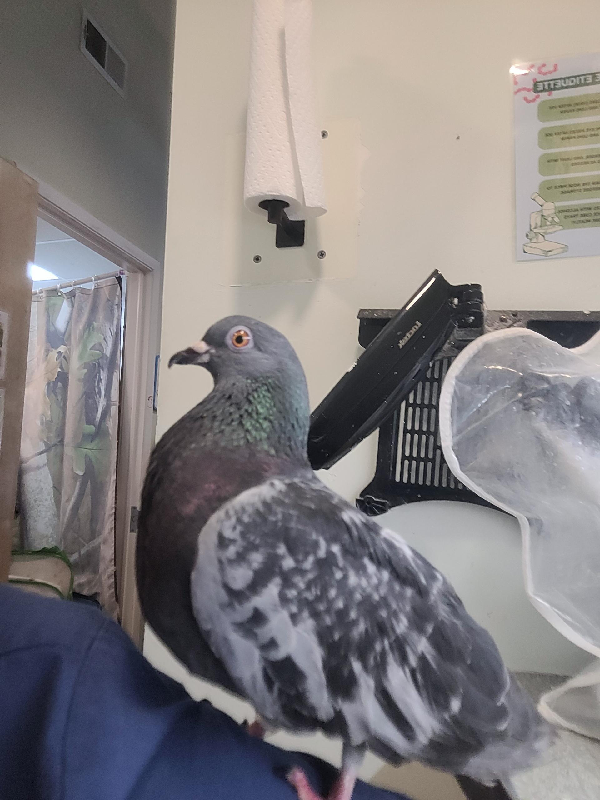 Enlarge Slick Rick, a Adoptable mixed breed in New York, NY image 2/3