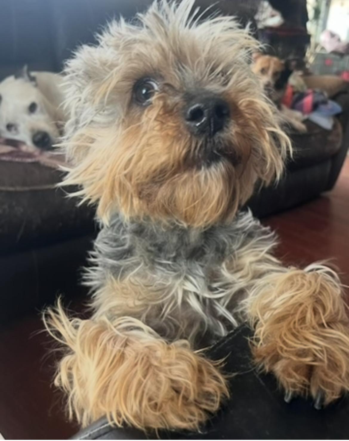 Mrs Wiggles, adopted, Adult Female Yorkshire Terrier & Terrier.
