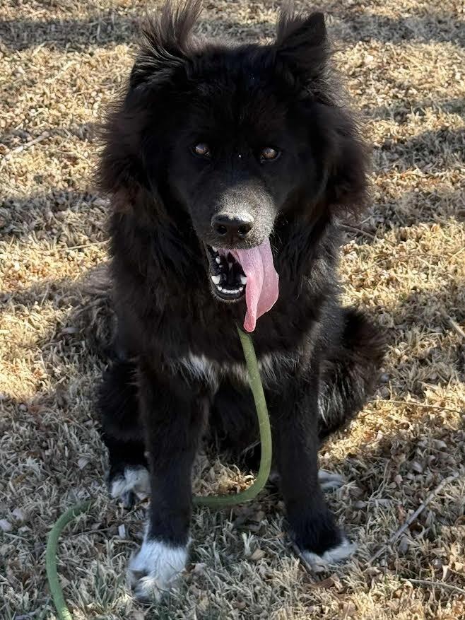 Enlarge Tamizar, a Adoptable mixed breed in Fort Collins, CO image 1/6