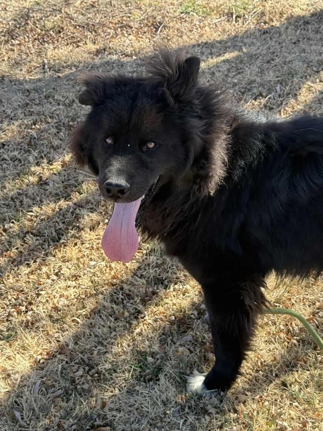 Enlarge Tamizar, a Adoptable mixed breed in Fort Collins, CO image 2/6