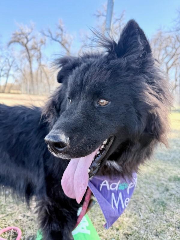 Enlarge Tamizar, a Adoptable mixed breed in Fort Collins, CO image 4/6