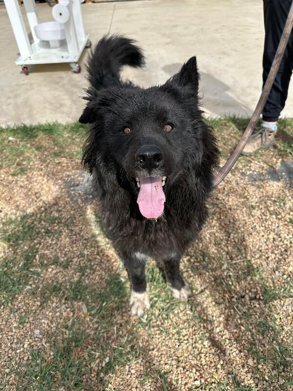 Enlarge Tamizar, a Adoptable mixed breed in Fort Collins, CO image 6/6
