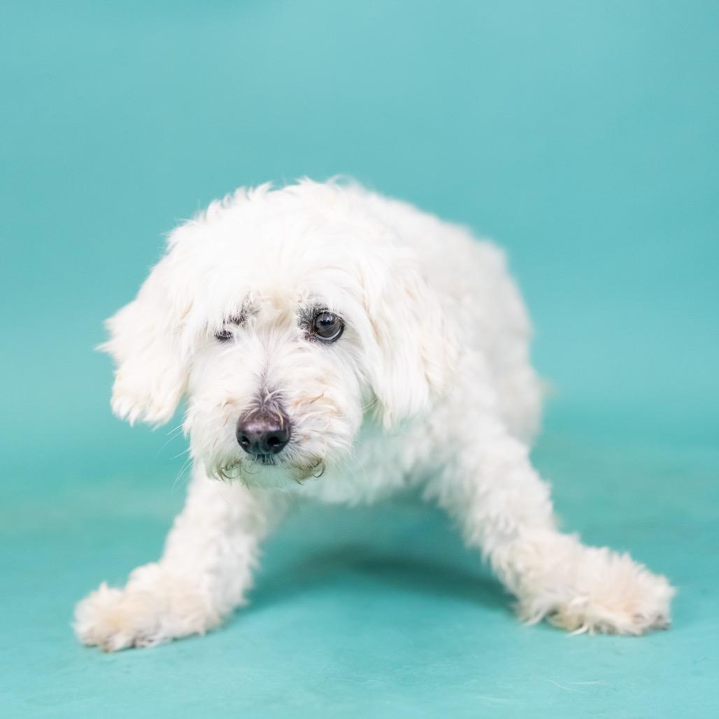 Linus, Adoptable, Adult Male Miniature Poodle.
