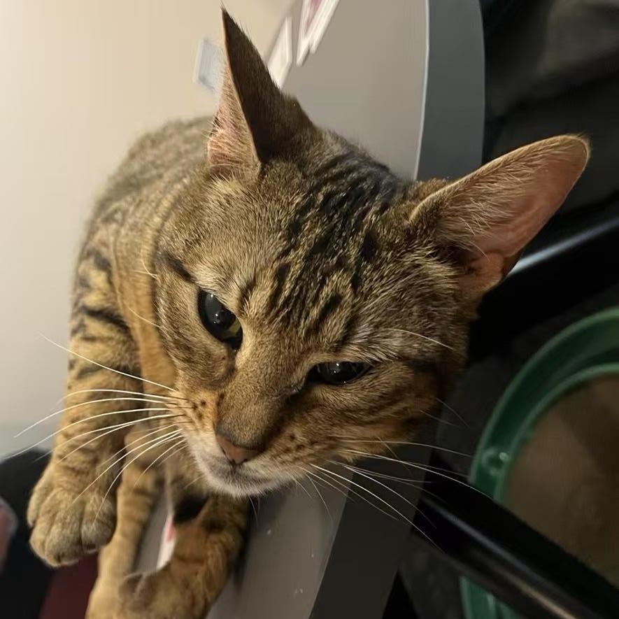 Enlarge Queen Charlotte, a Adoptable Domestic Short Hair in Arthur, ON image 1/3