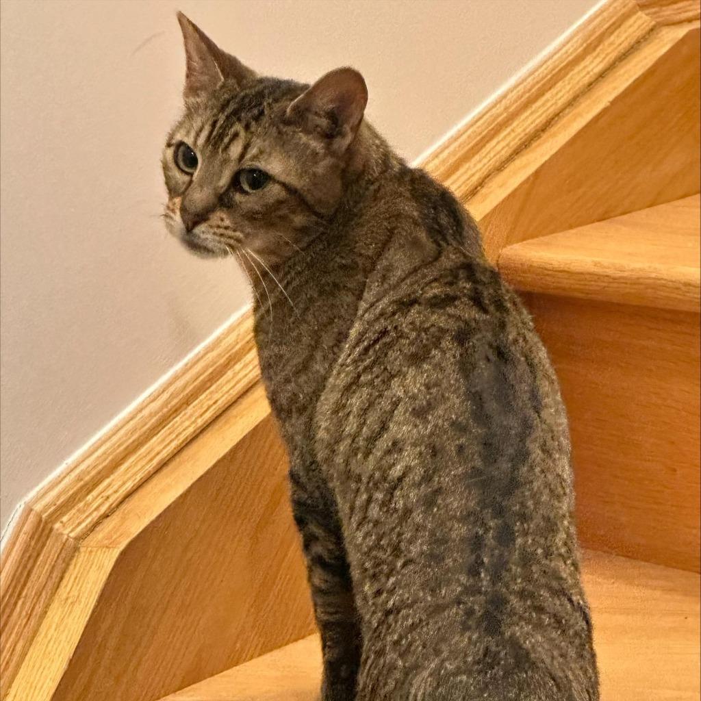 Enlarge Queen Charlotte, a Adoptable Domestic Short Hair in Arthur, ON image 3/3