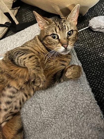 Enlarge Queen Charlotte, a Adoptable Domestic Short Hair in Arthur, ON image 2/3