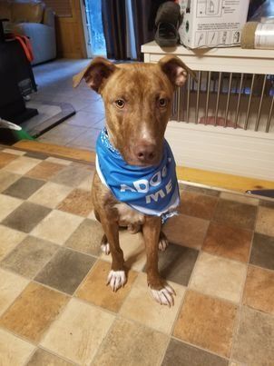 Lalo - FOSTER NEEDED!!!, Adult Male Pit Bull Terrier