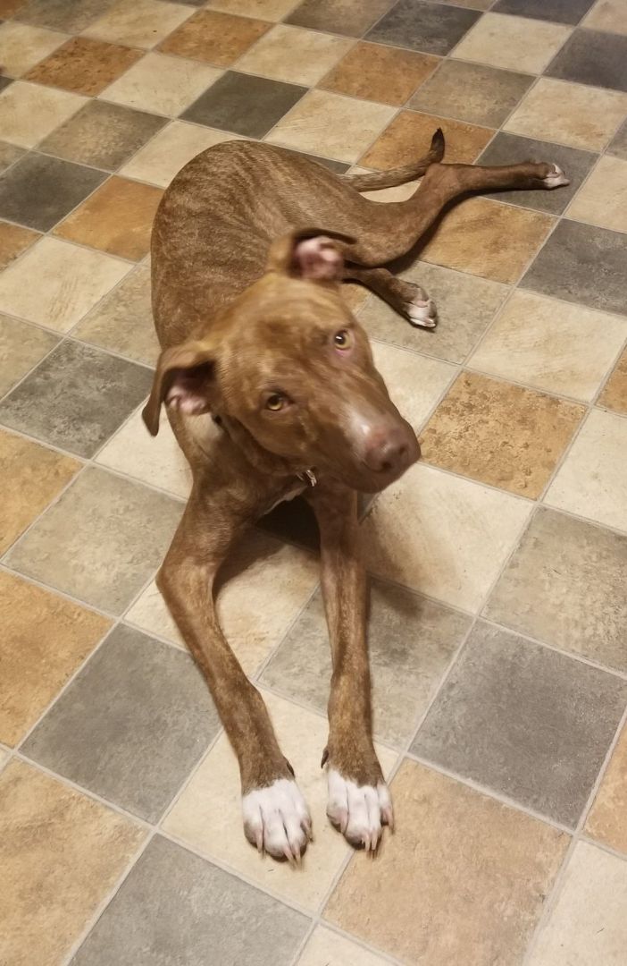 Lalo - FOSTER NEEDED!!! photo 2