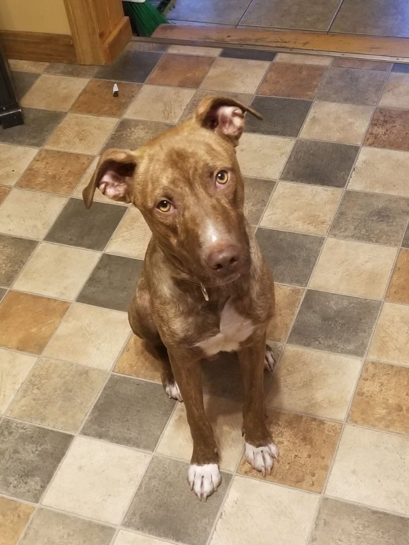 Lalo - FOSTER NEEDED!!! photo 4