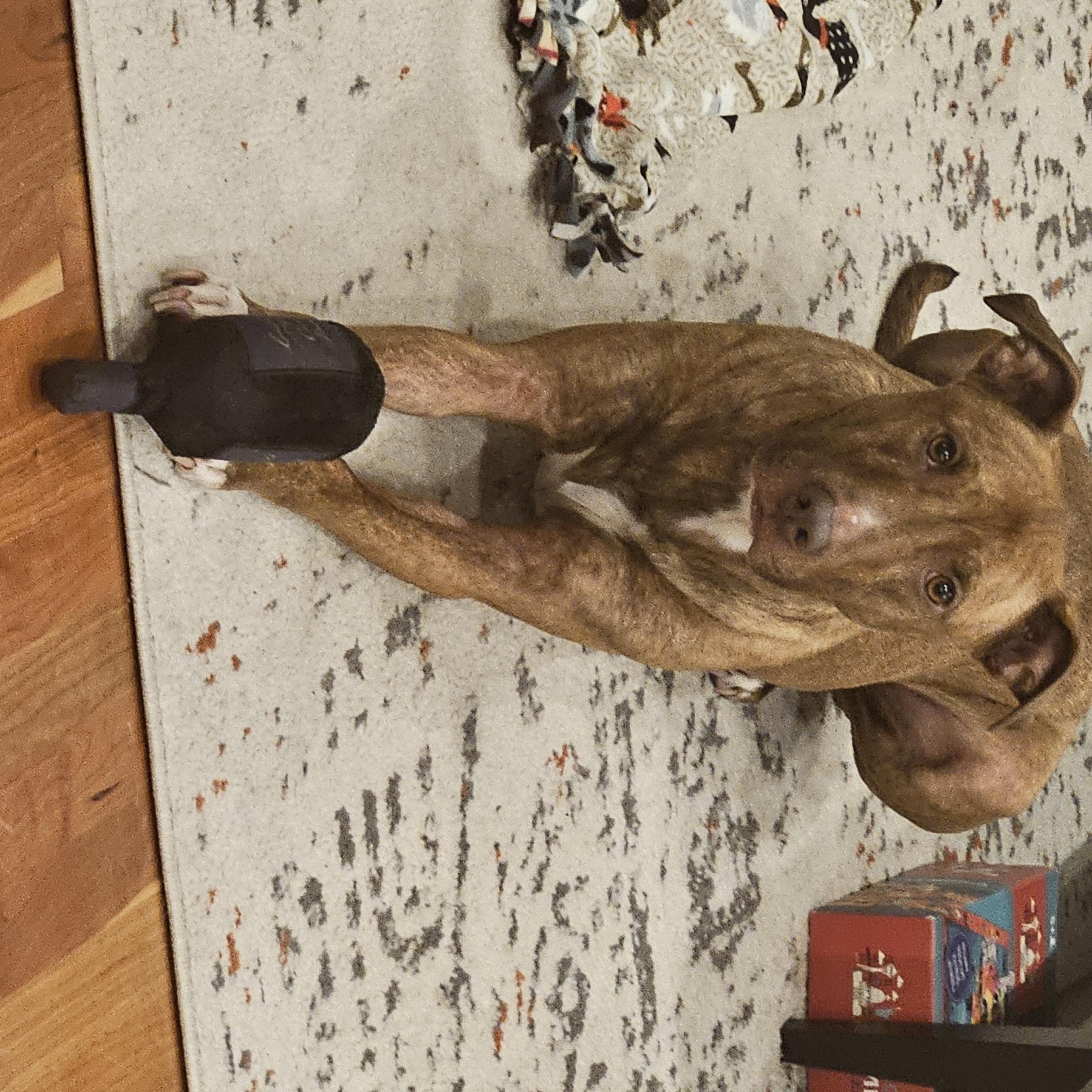 Lalo - FOSTER NEEDED!!! photo 5