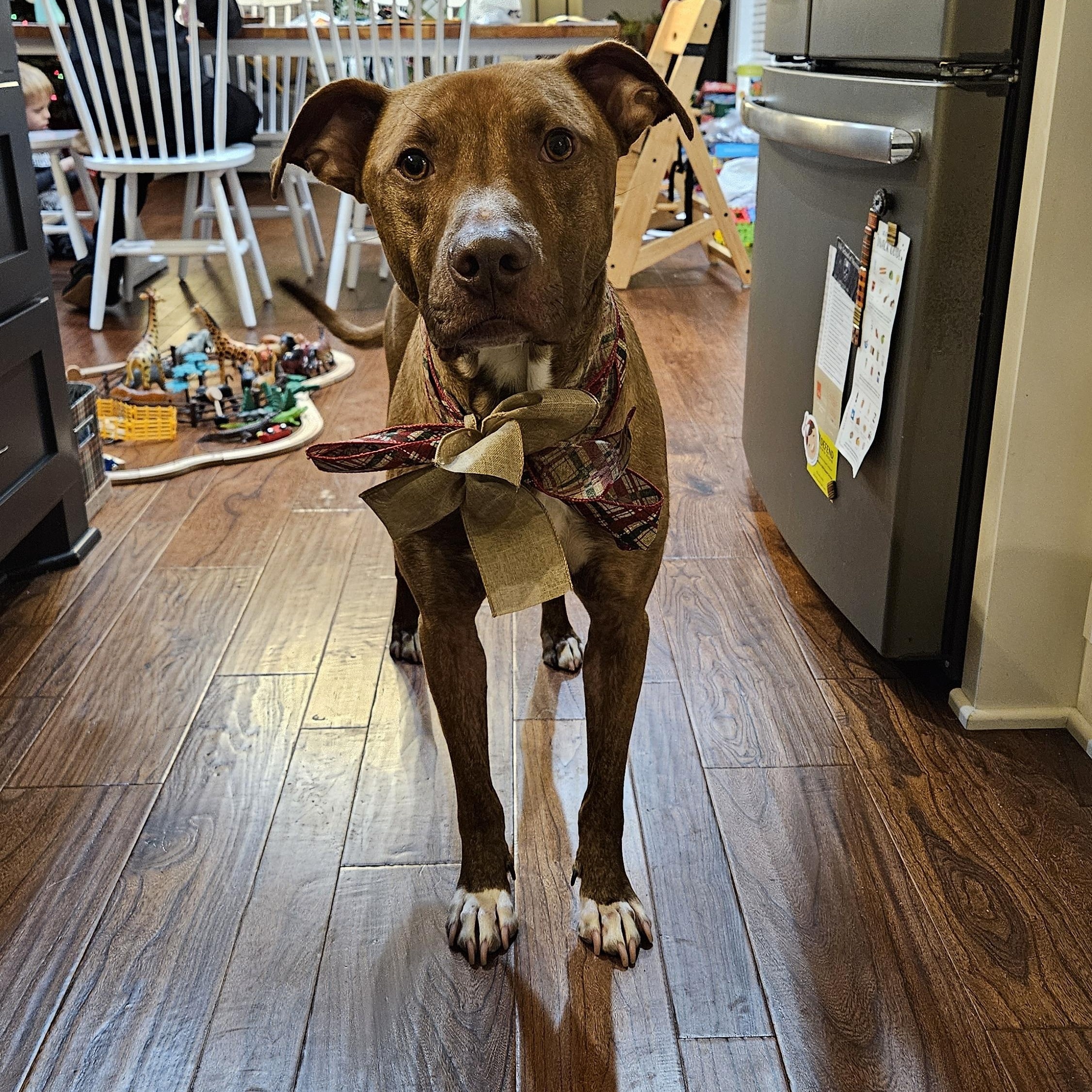 Lalo - FOSTER NEEDED!!! photo 6
