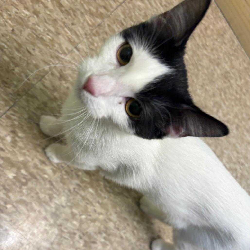 Liberty, Adoptable, Kitten Female Domestic Short Hair.