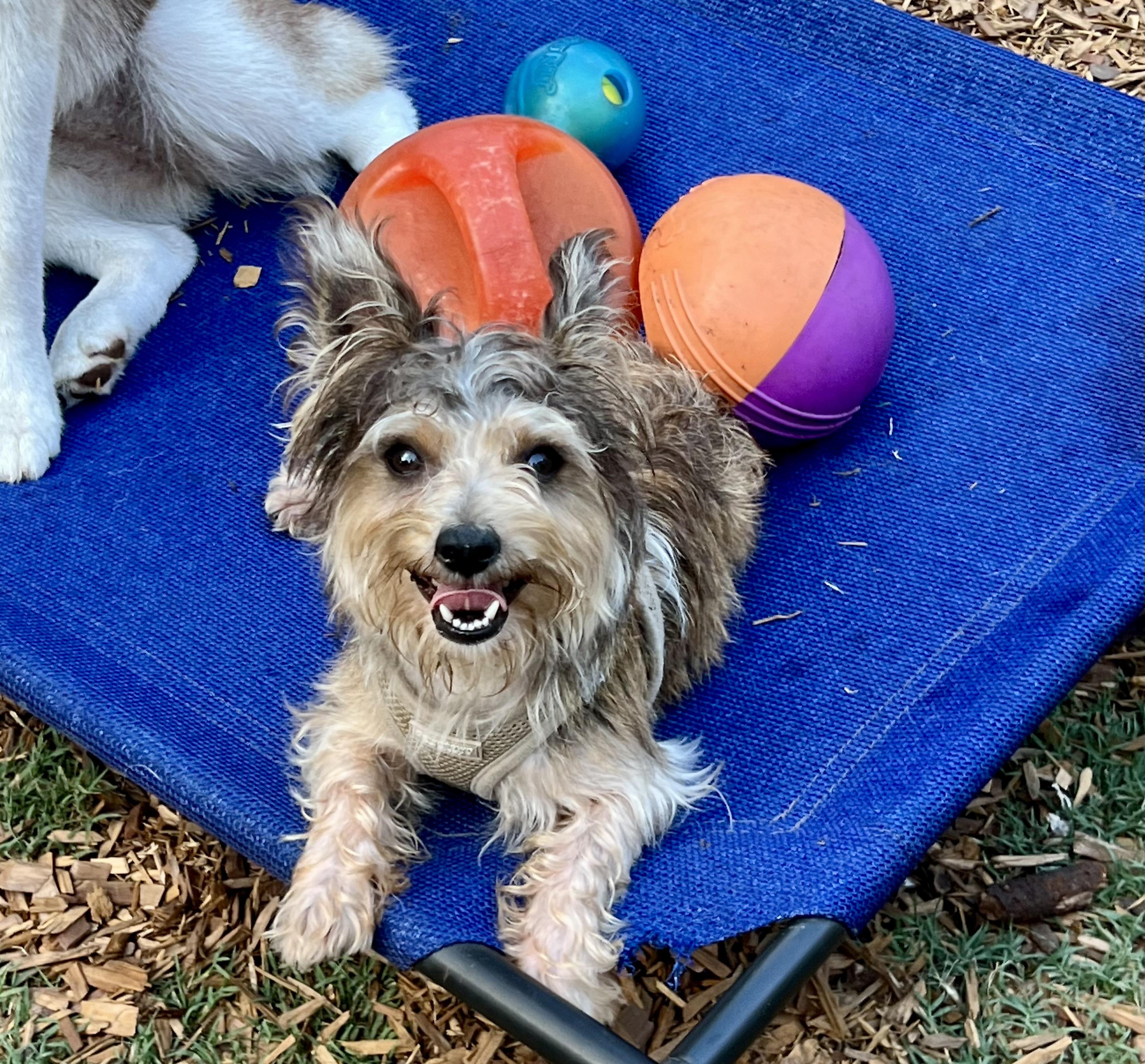 Mr Bubbles, an adopted mixed breed in Mt Pleasant, SC image 2/6