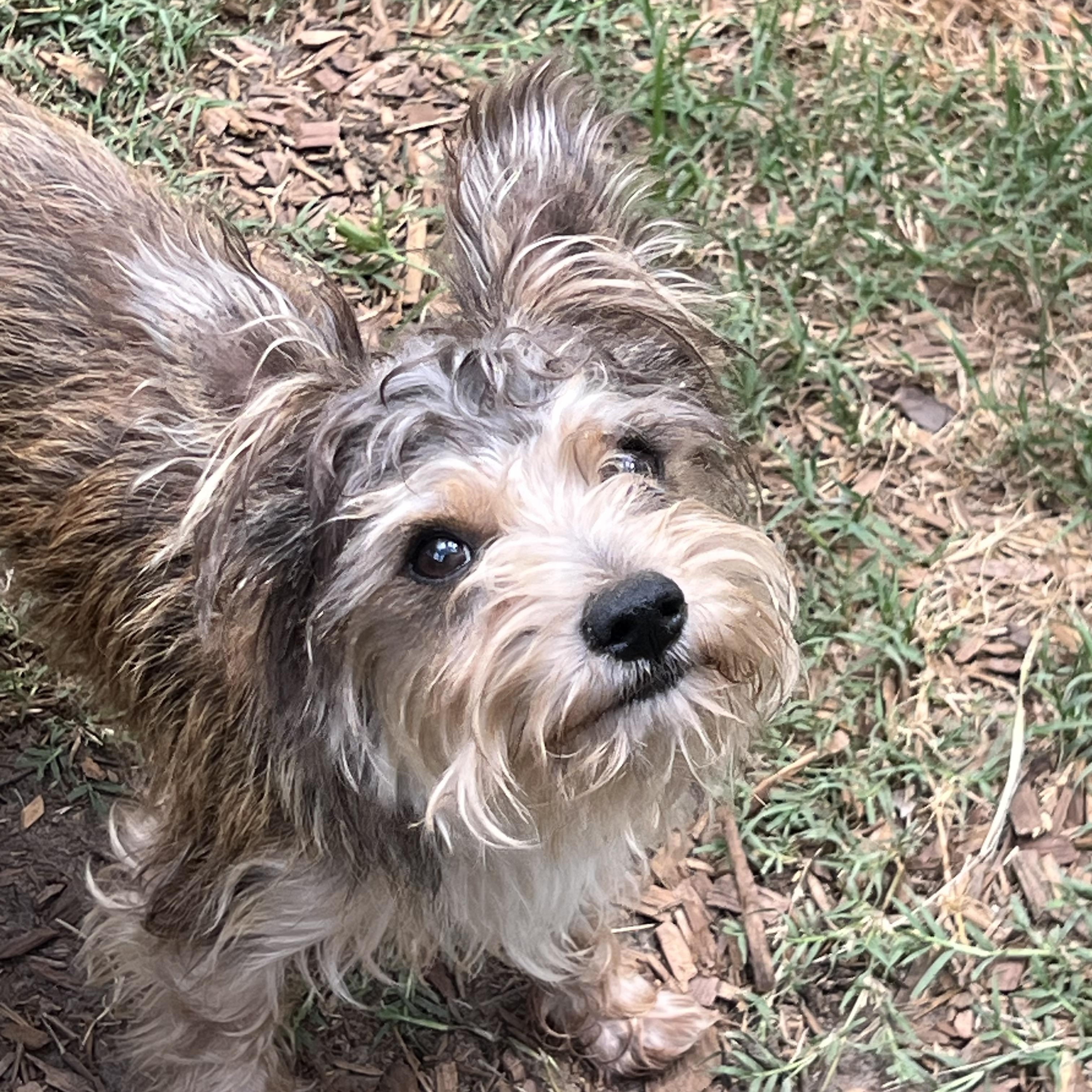 Mr Bubbles, adopted, Adult Male Yorkshire Terrier.