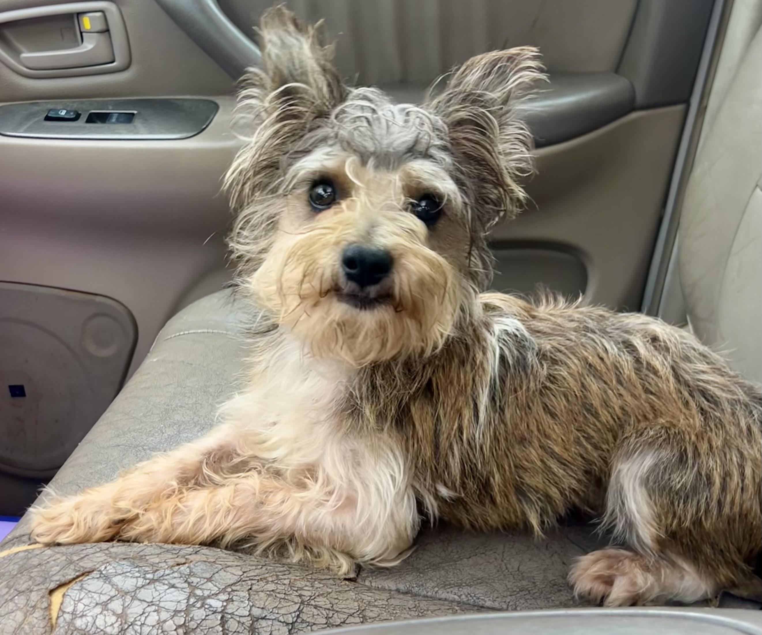 Mr Bubbles, an adopted mixed breed in Mt Pleasant, SC image 5/6