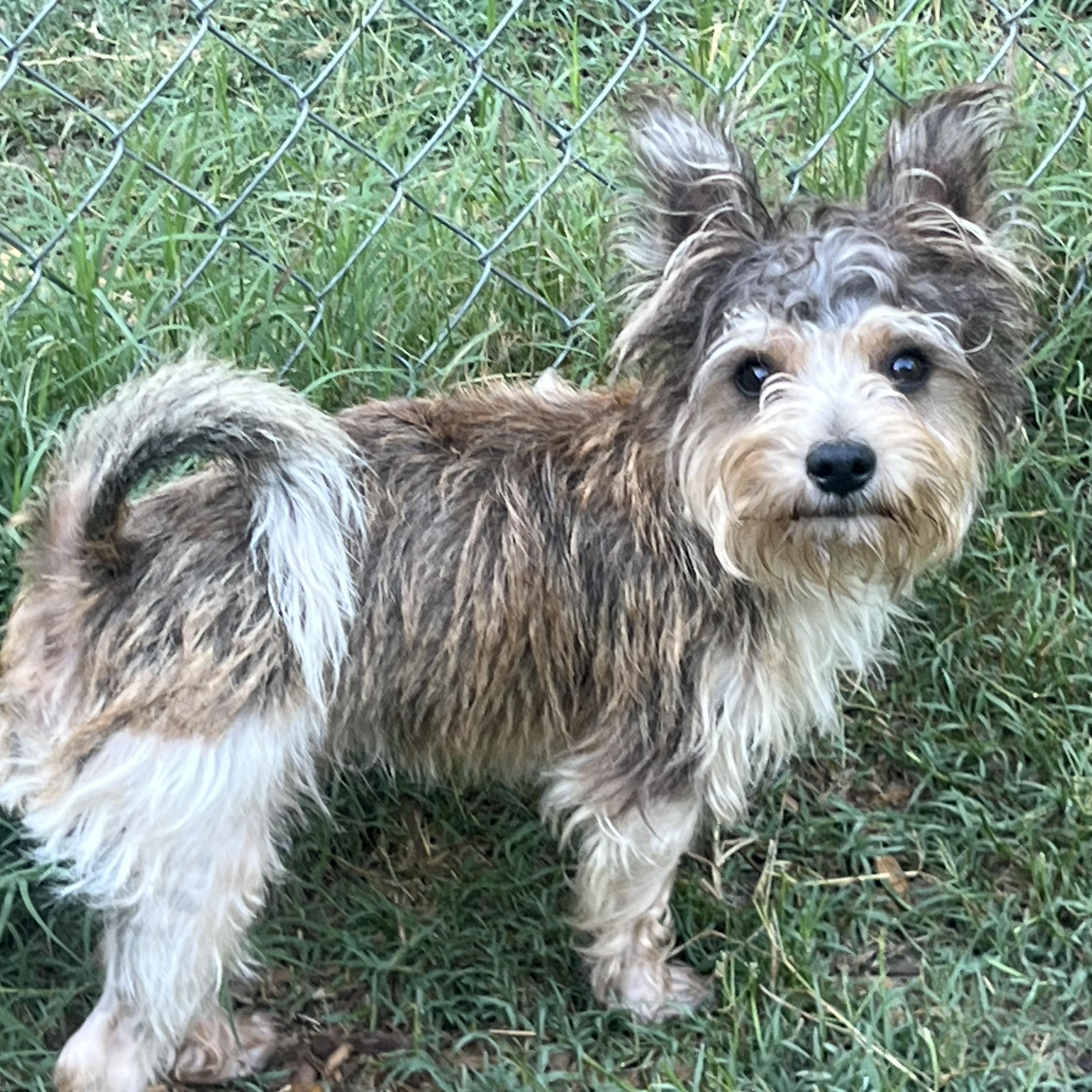 Mr Bubbles, an adopted mixed breed in Mt Pleasant, SC image 4/6