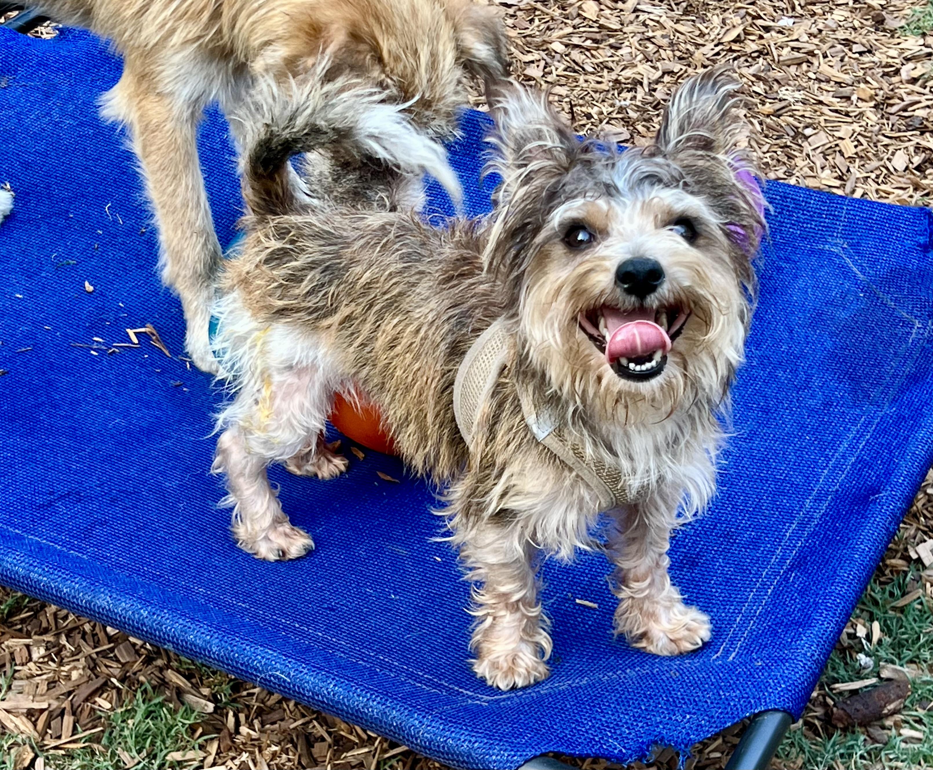 Mr Bubbles, an adopted mixed breed in Mt Pleasant, SC image 3/6