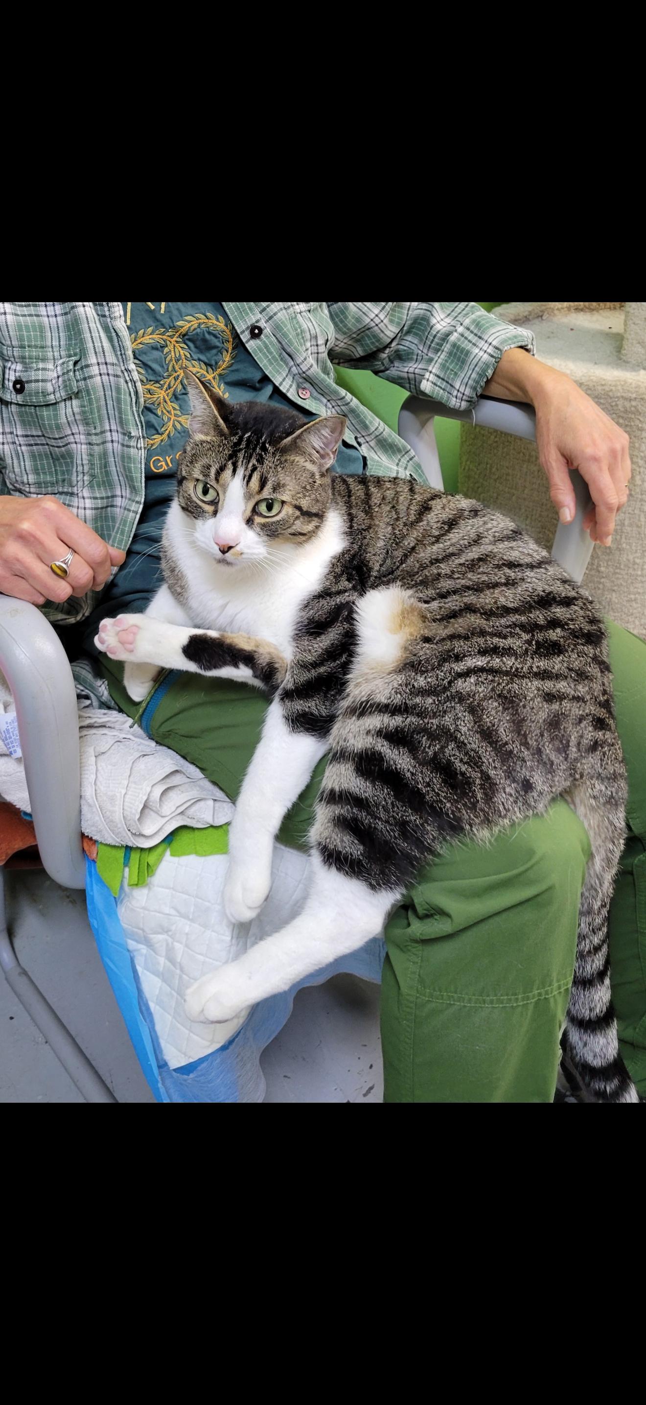 Amos, ADOPTABLE, Adult Male Domestic Short Hair.