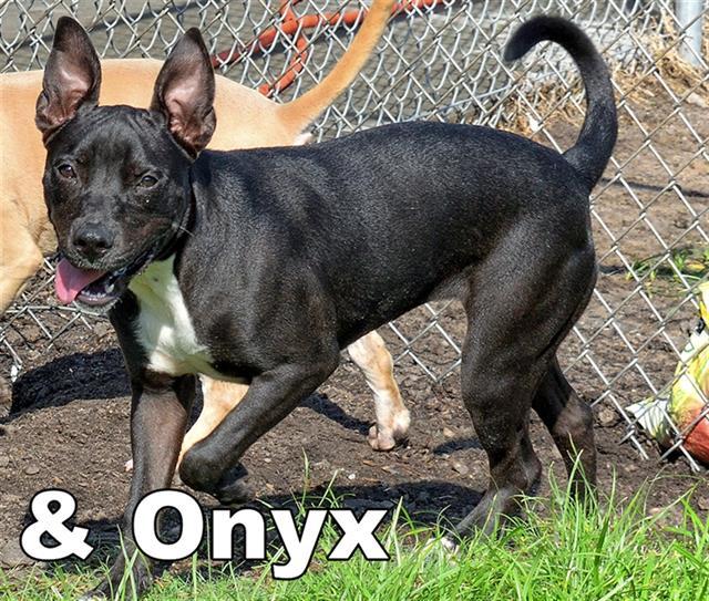 ONYX, Adoptable, Adult Female Pit Bull Terrier & Labrador Retriever.