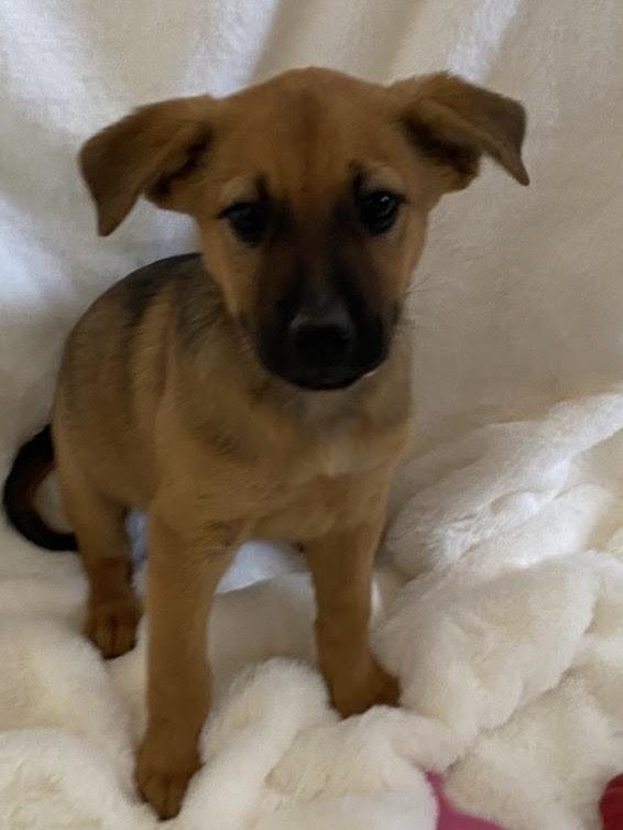 Cupid — thumbnail 4