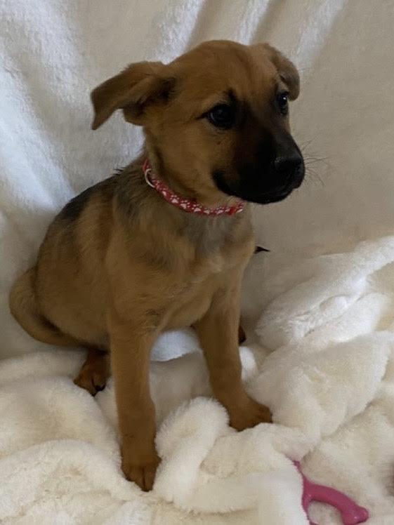 Cupid — thumbnail 5