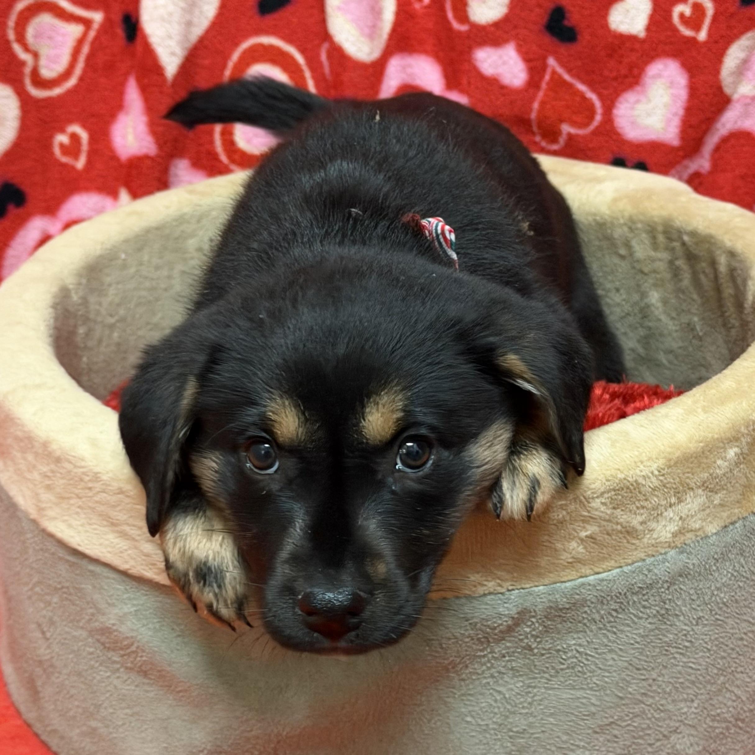 Scarlett, Adoptable, Puppy Female Labrador Retriever & German Shepherd Dog.
