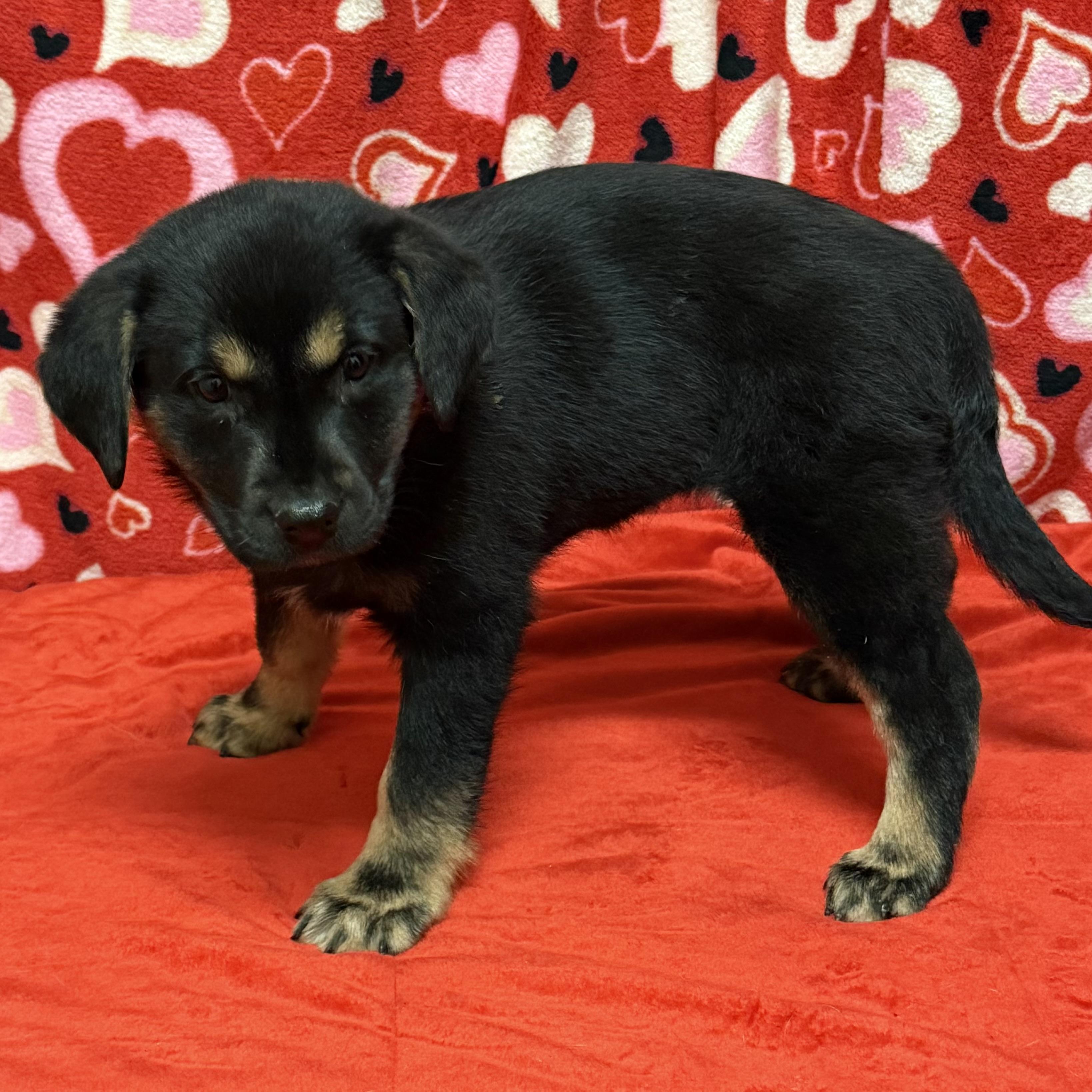 Enlarge Scarlett, a Adoptable mixed breed in Libertyville, IL image 3/3