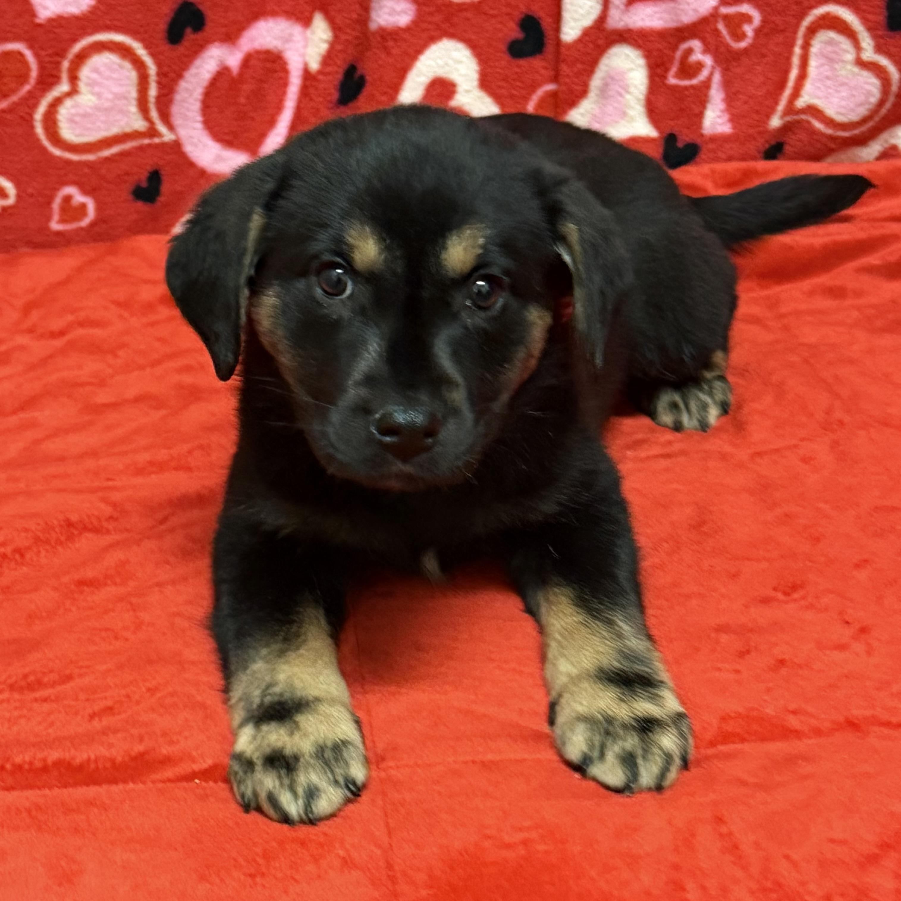 Enlarge Scarlett, a Adoptable mixed breed in Libertyville, IL image 2/3