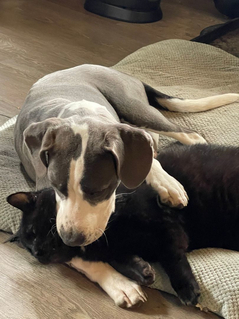 Lucy, Adopted, Young Female Mixed Breed.