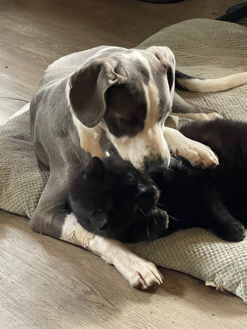 Lucy, a Adopted mixed breed in Columbia, LA image 2/6