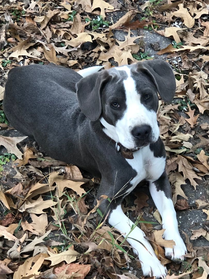 Lucy, a Adopted mixed breed in Columbia, LA image 3/6