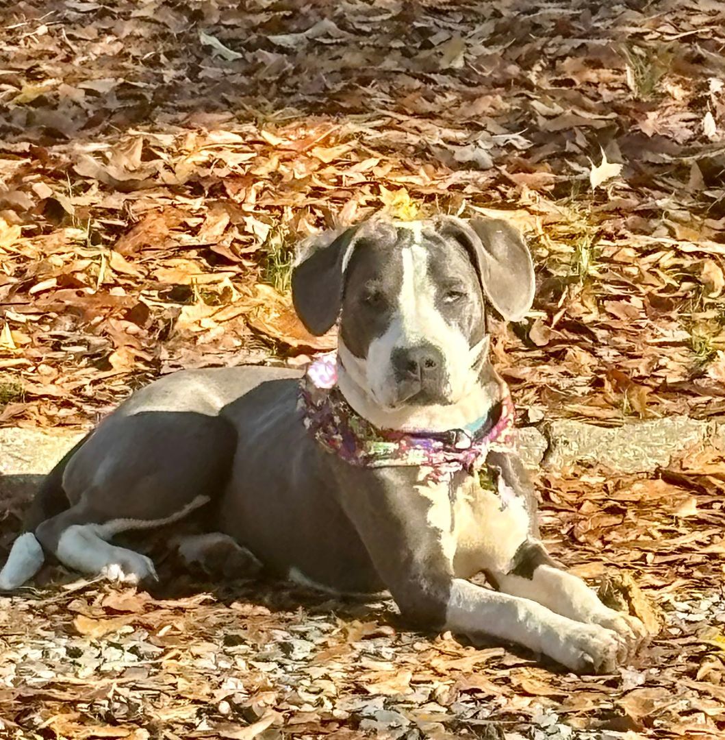 Lucy, a Adopted mixed breed in Columbia, LA image 4/6