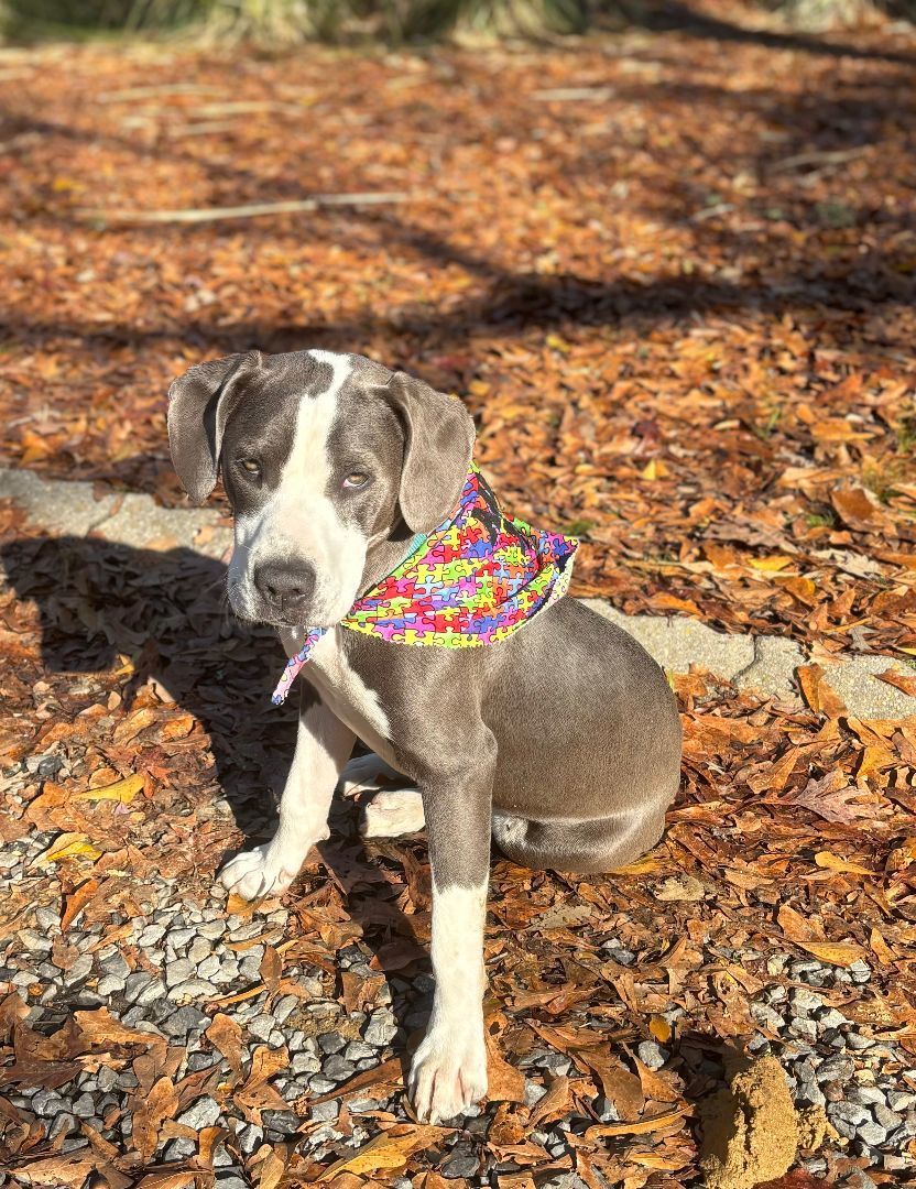 Lucy, a Adopted mixed breed in Columbia, LA image 5/6