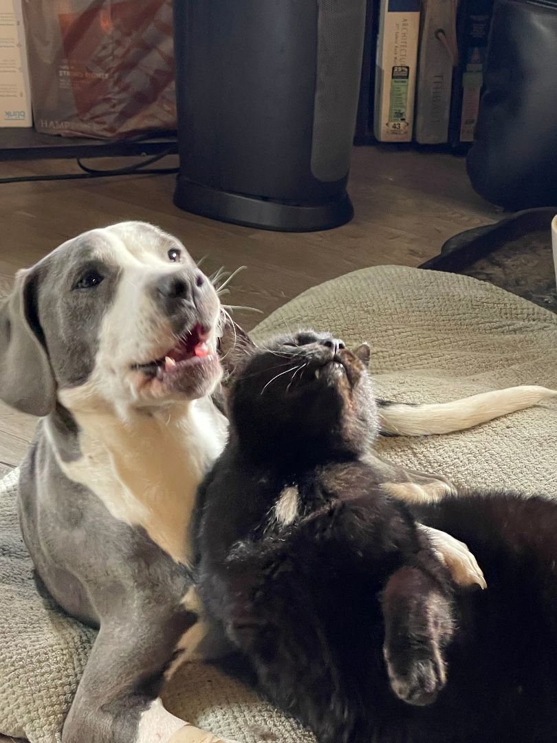 Lucy, a Adopted mixed breed in Columbia, LA image 6/6